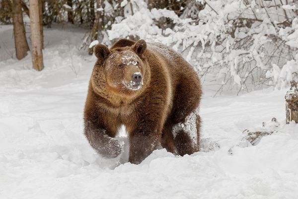 Grizzly bear in deep winter snow-Ursus arctic-controlled situation-Montana